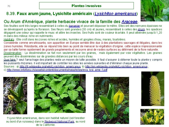 76 Plantes invasives 8. 39. Faux arum jaune, Lysichite américain (Lysichiton americanus) Ou Arum