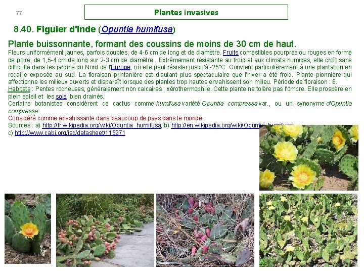 77 Plantes invasives 8. 40. Figuier d'Inde (Opuntia humifusa) Plante buissonnante, formant des coussins