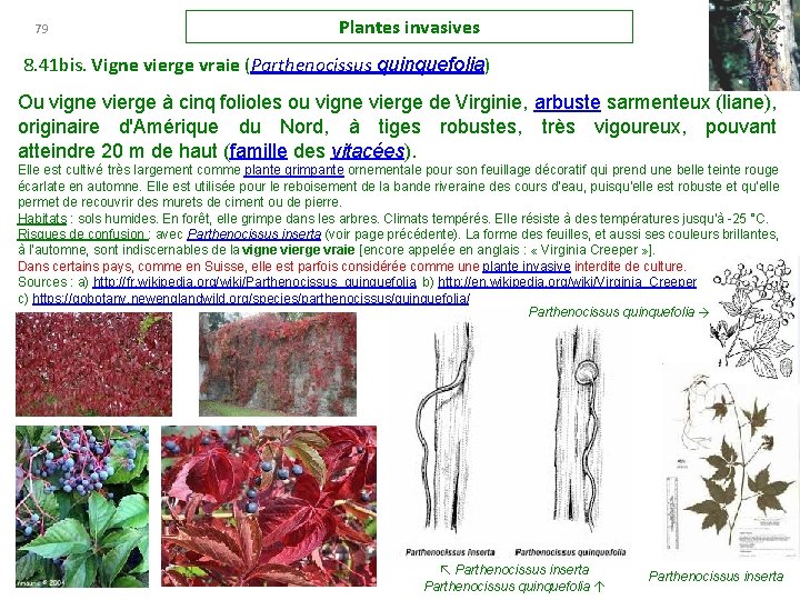 79 Plantes invasives 8. 41 bis. Vigne vierge vraie (Parthenocissus quinquefolia) Ou vigne vierge