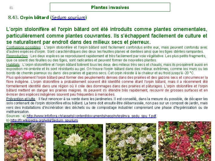 81 Plantes invasives 8. 43. Orpin bâtard (Sedum spurium) L’orpin stolonifère et l'orpin bâtard