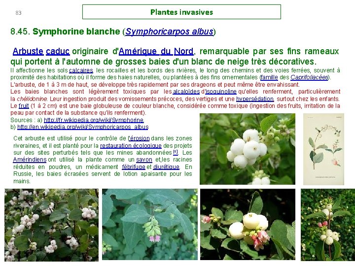 83 Plantes invasives 8. 45. Symphorine blanche (Symphoricarpos albus) Arbuste caduc originaire d'Amérique du