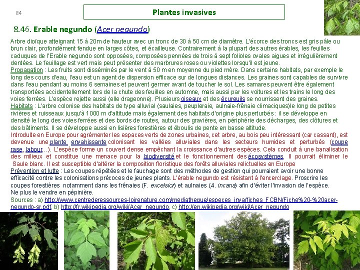 84 Plantes invasives 8. 46. Erable negundo (Acer negundo) Arbre dioïque atteignant 15 à