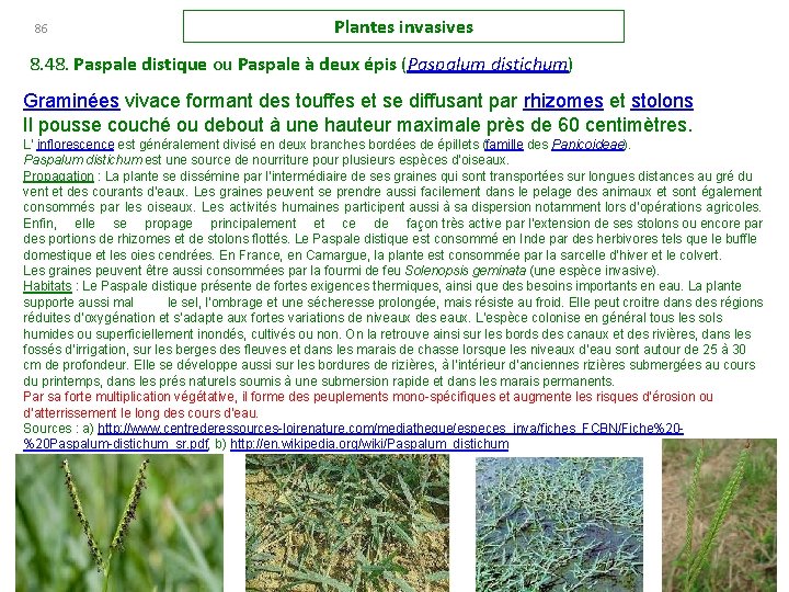 86 Plantes invasives 8. 48. Paspale distique ou Paspale à deux épis (Paspalum distichum)