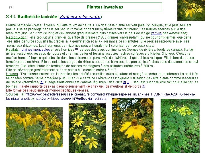 87 Plantes invasives 8. 49. Rudbéckie laciniée (Rudbeckia laciniata) Plante herbacée vivace, à fleurs,