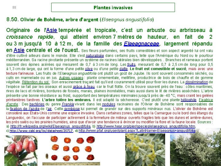 88 Plantes invasives 8. 50. Olivier de Bohême, arbre d’argent (Elaeagnus angustifolia) Originaire de