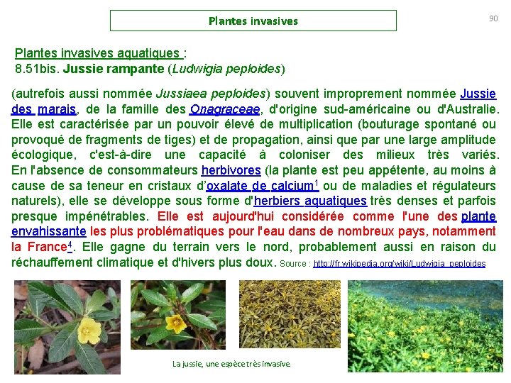 Plantes invasives 90 Plantes invasives aquatiques : 8. 51 bis. Jussie rampante (Ludwigia peploides)