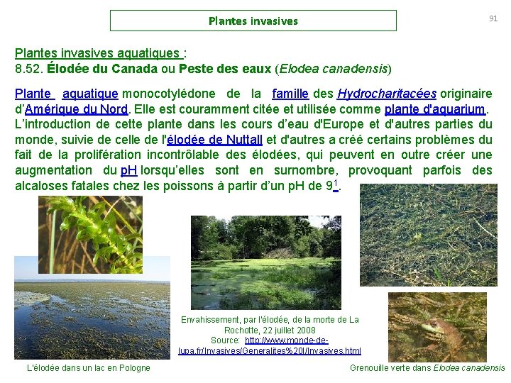 Plantes invasives 91 Plantes invasives aquatiques : 8. 52. Élodée du Canada ou Peste