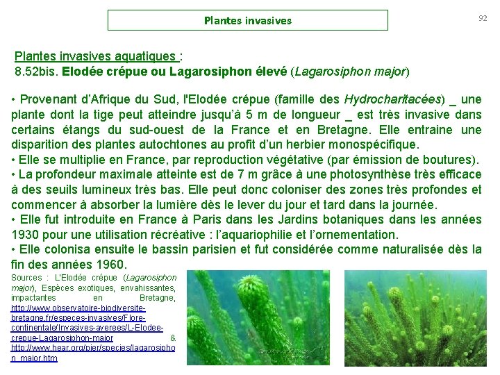 Plantes invasives 92 Plantes invasives aquatiques : 8. 52 bis. Elodée crépue ou Lagarosiphon