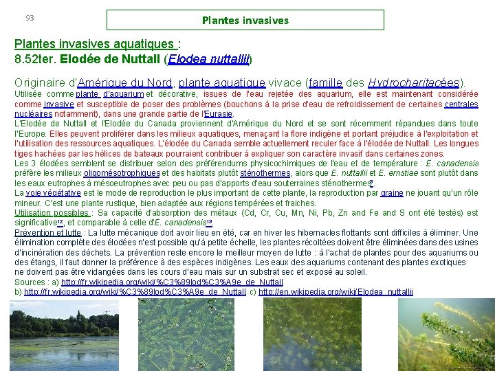 93 Plantes invasives aquatiques : 8. 52 ter. Elodée de Nuttall (Elodea nuttallii) Originaire