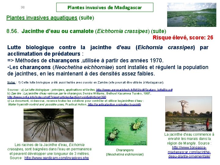 98 Plantes invasives de Madagascar Plantes invasives aquatiques (suite) 8. 56. Jacinthe d’eau ou