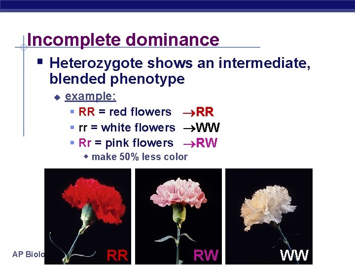 Incomplete dominance § Heterozygote shows an intermediate, blended phenotype u example: § RR =
