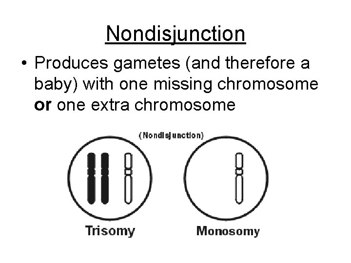 Nondisjunction • Produces gametes (and therefore a baby) with one missing chromosome or one Nondisjunction • Produces gametes (and therefore a baby) with one missing chromosome or one