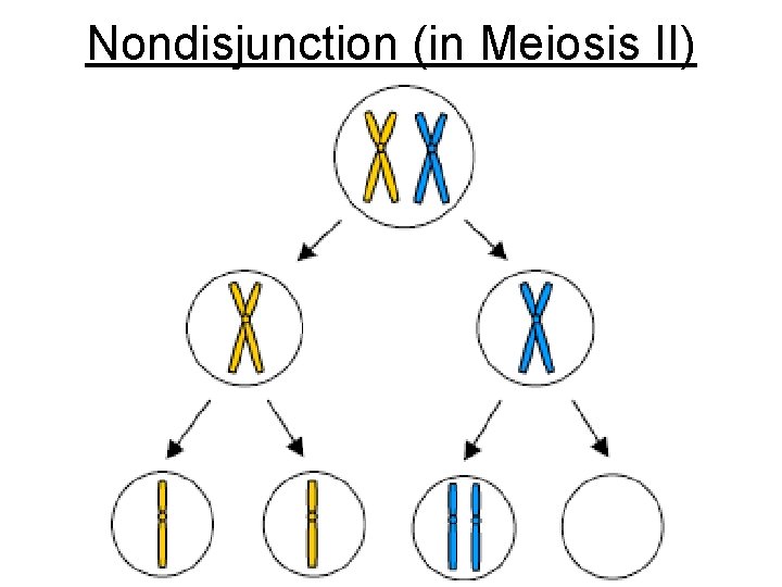 Nondisjunction (in Meiosis II) Nondisjunction (in Meiosis II)