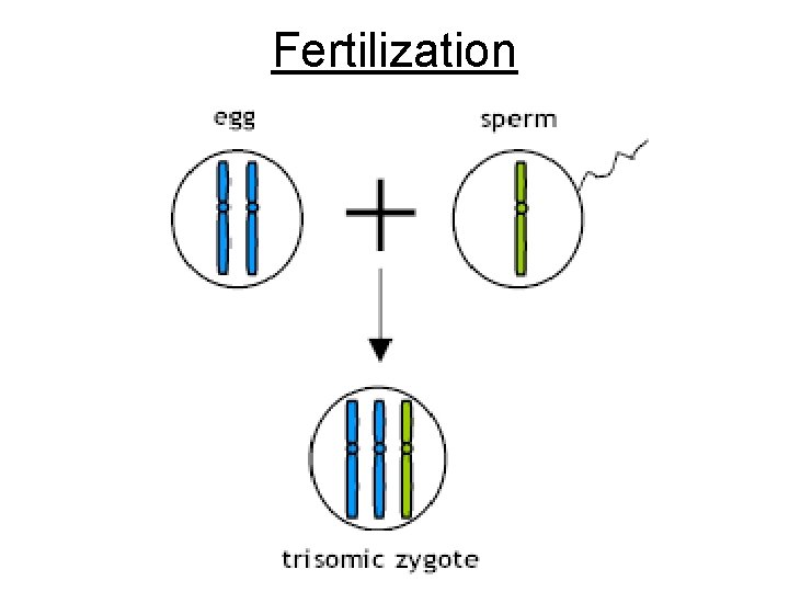 Fertilization Fertilization