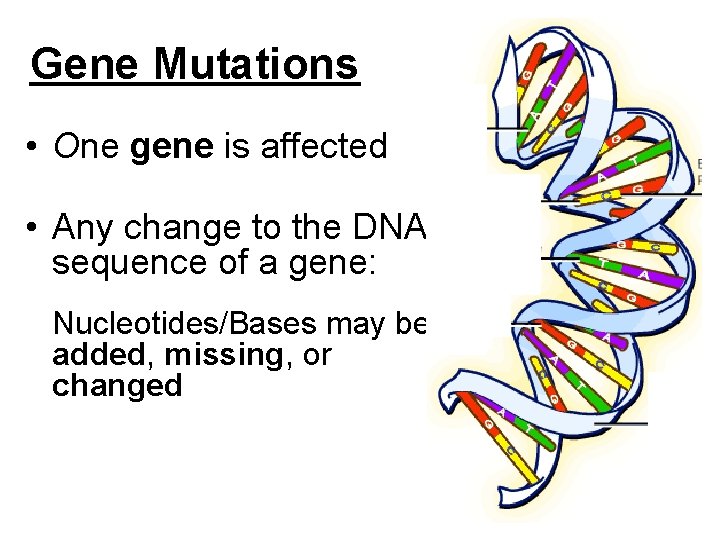 Gene Mutations • One gene is affected • Any change to the DNA sequence Gene Mutations • One gene is affected • Any change to the DNA sequence