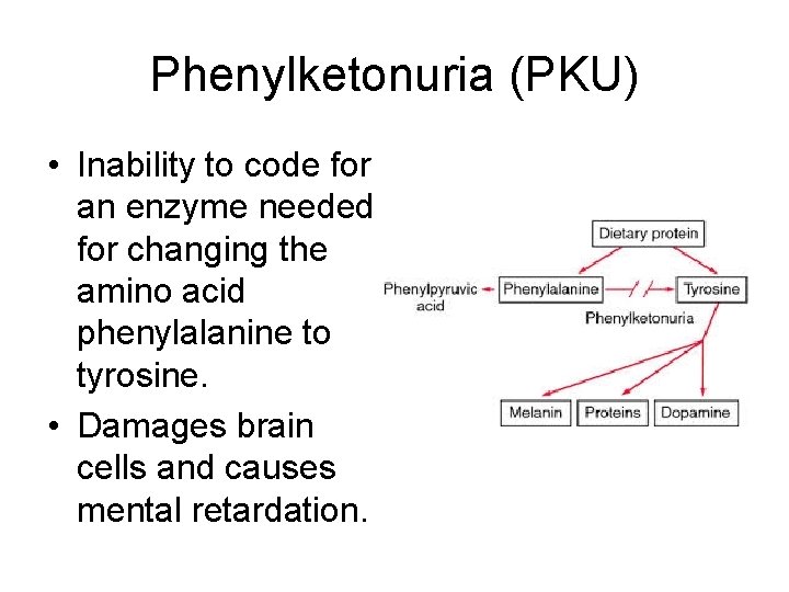 Phenylketonuria (PKU) • Inability to code for an enzyme needed for changing the amino Phenylketonuria (PKU) • Inability to code for an enzyme needed for changing the amino