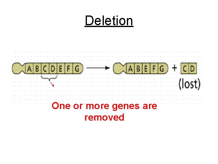 Deletion One or more genes are removed Deletion One or more genes are removed