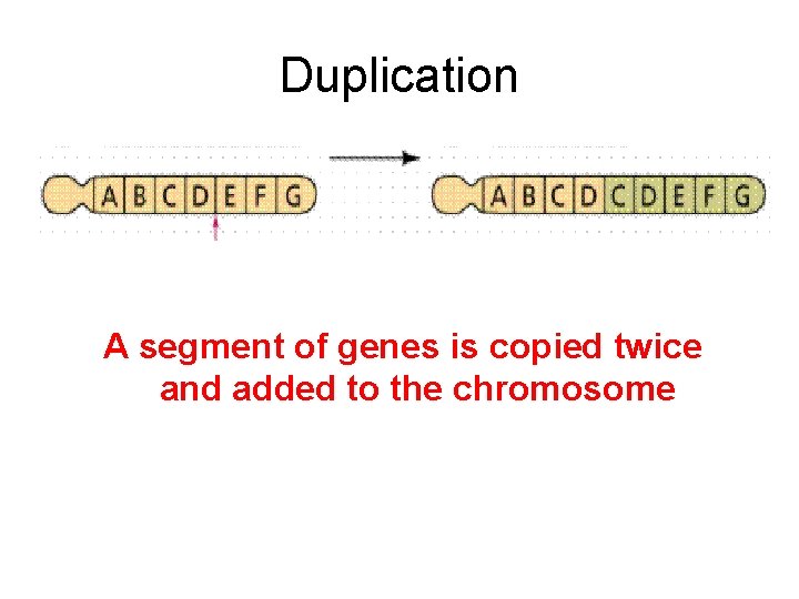 Duplication A segment of genes is copied twice and added to the chromosome Duplication A segment of genes is copied twice and added to the chromosome