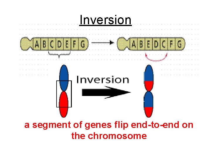 Inversion a segment of genes flip end-to-end on the chromosome Inversion a segment of genes flip end-to-end on the chromosome