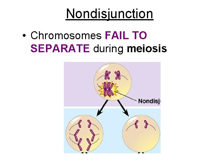 Nondisjunction • Chromosomes FAIL TO SEPARATE during meiosis Nondisjunction • Chromosomes FAIL TO SEPARATE during meiosis