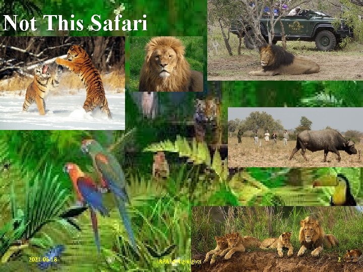 Not This Safari 2021 -06 -18 IRPA 14 Highlights 2 