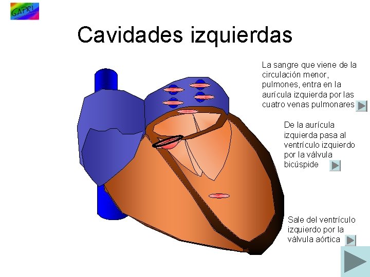 Cavidades izquierdas La sangre que viene de la circulación menor, pulmones, entra en la