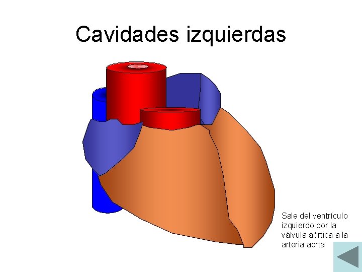 Cavidades izquierdas Sale del ventrículo izquierdo por la válvula aórtica a la arteria aorta