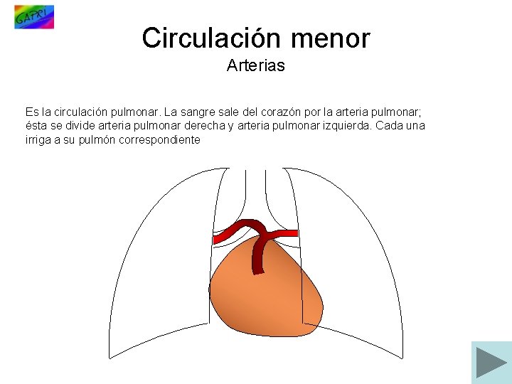 Circulación menor Arterias Es la circulación pulmonar. La sangre sale del corazón por la
