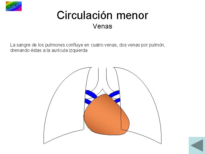 Circulación menor Venas La sangre de los pulmones confluye en cuatro venas, dos venas