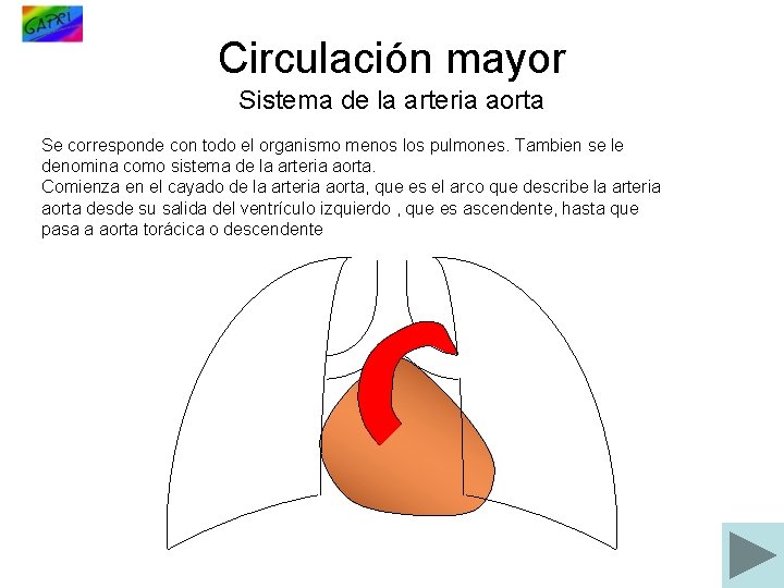 Circulación mayor Sistema de la arteria aorta Se corresponde con todo el organismo menos