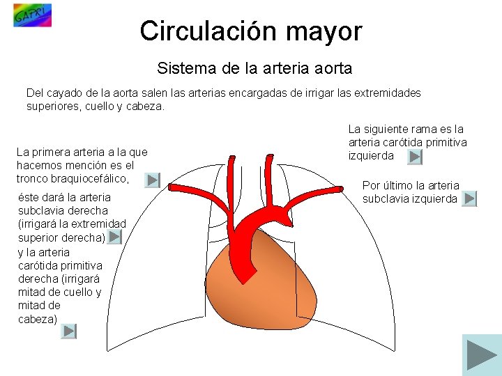 Circulación mayor Sistema de la arteria aorta Del cayado de la aorta salen las