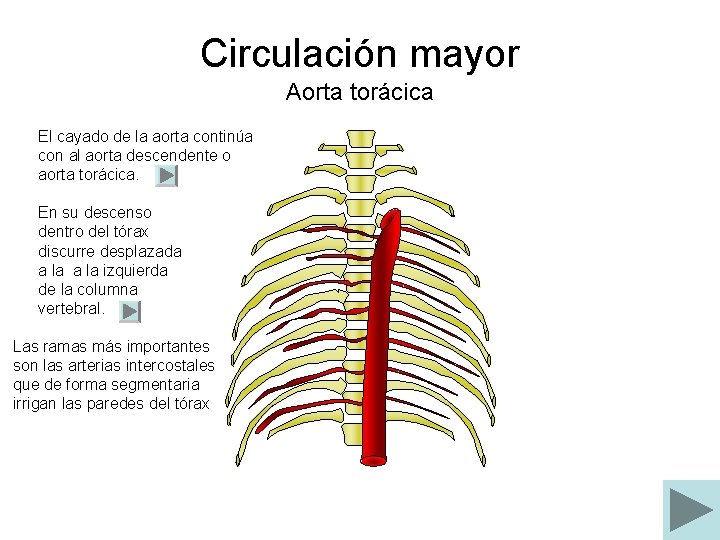 Circulación mayor Aorta torácica El cayado de la aorta continúa con al aorta descendente