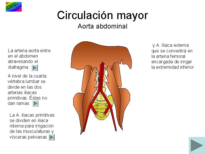Circulación mayor Aorta abdominal La arteria aorta entre en el abdomen atravesando el diafragma