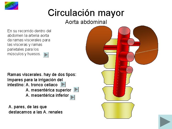 Circulación mayor Aorta abdominal En su recorrido dentro del abdomen la arteria aorta da