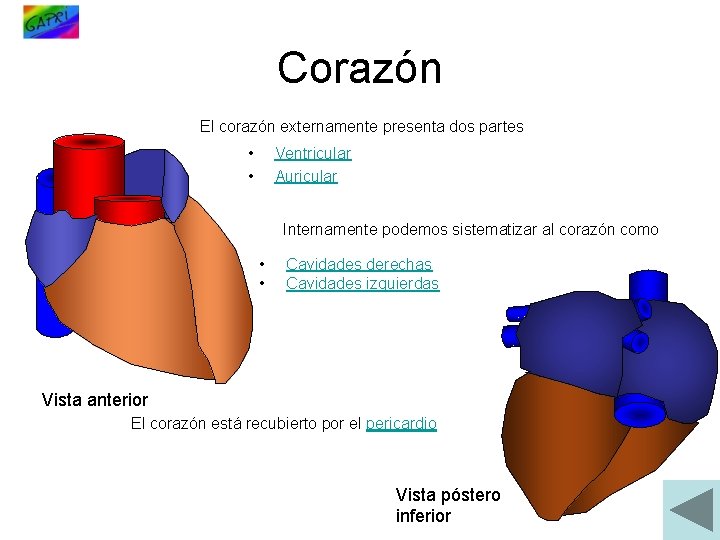 Corazón El corazón externamente presenta dos partes • • Ventricular Auricular Internamente podemos sistematizar