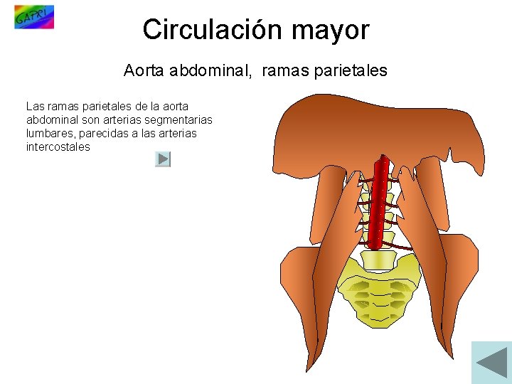 Circulación mayor Aorta abdominal, ramas parietales Las ramas parietales de la aorta abdominal son