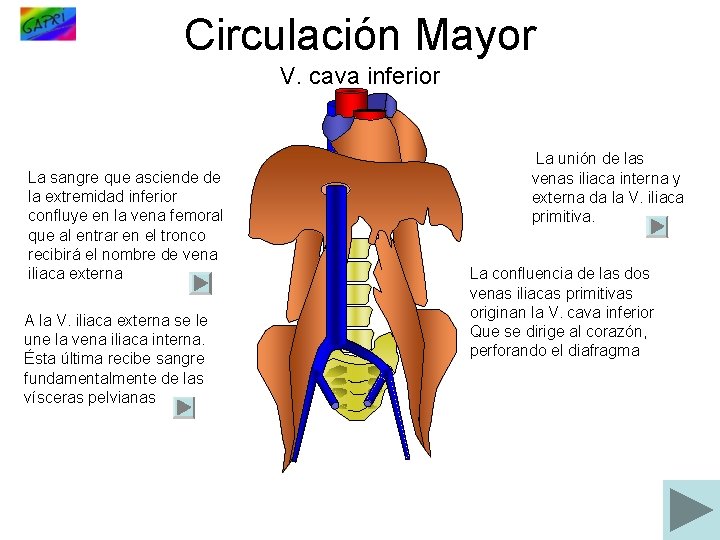 Circulación Mayor V. cava inferior La sangre que asciende de la extremidad inferior confluye