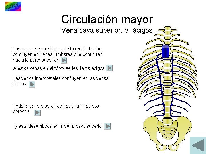 Circulación mayor Vena cava superior, V. ácigos Las venas segmentarias de la región lumbar