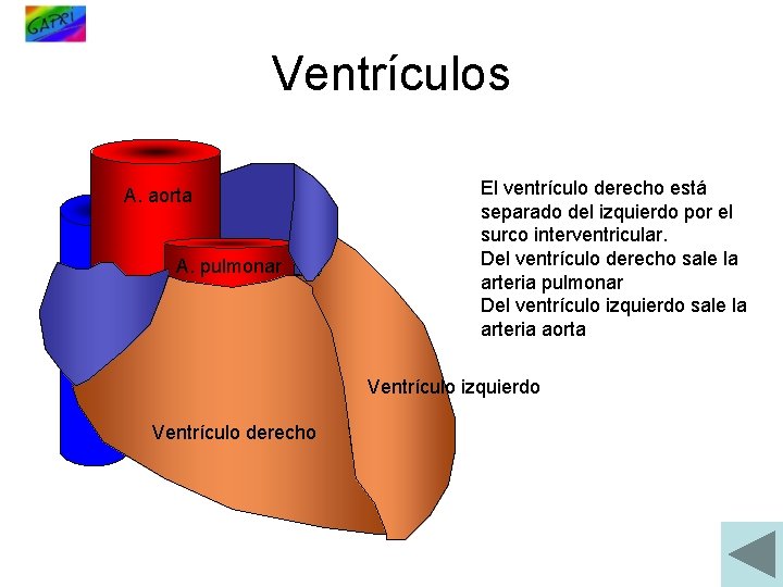 Ventrículos A. aorta A. pulmonar El ventrículo derecho está separado del izquierdo por el