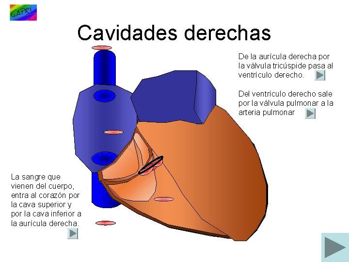 Cavidades derechas De la aurícula derecha por la válvula tricúspide pasa al ventrículo derecho.