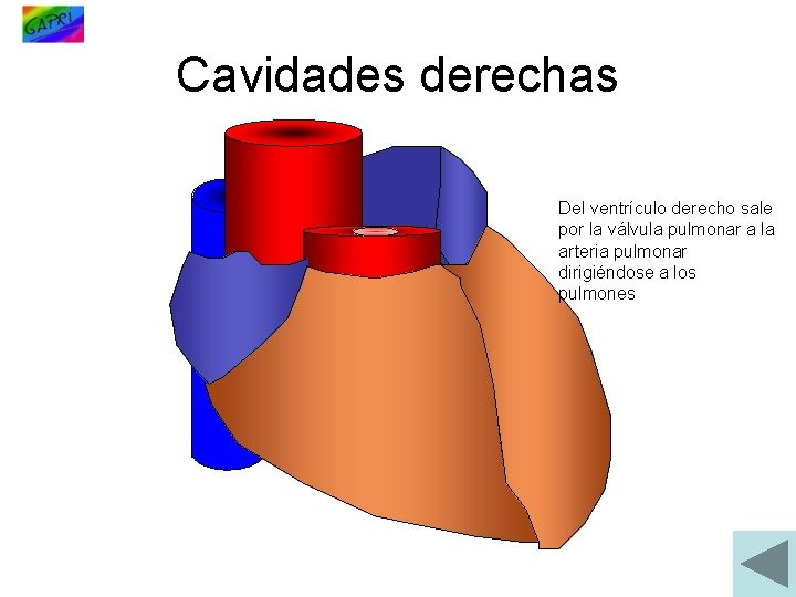 Cavidades derechas Del ventrículo derecho sale por la válvula pulmonar a la arteria pulmonar