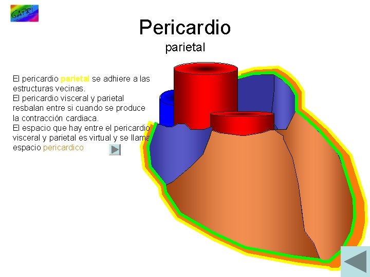 Pericardio parietal El pericardio parietal se adhiere a las estructuras vecinas. El pericardio visceral