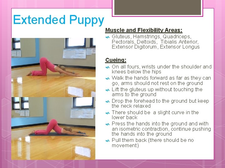 Extended Puppy Muscle and Flexibility Areas: Gluteus, Hamstrings, Quadriceps, Pectorals, Deltoids, Tibialis Anterior, Extensor