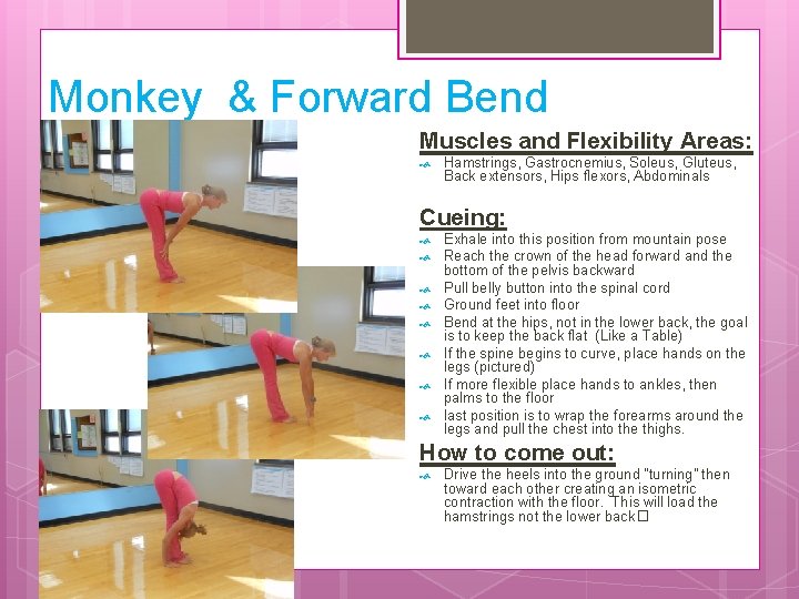 Monkey & Forward Bend Muscles and Flexibility Areas: Hamstrings, Gastrocnemius, Soleus, Gluteus, Back extensors,