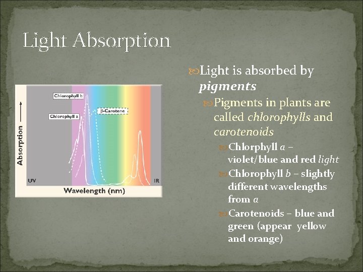 Light Absorption Light is absorbed by pigments Pigments in plants are called chlorophylls and