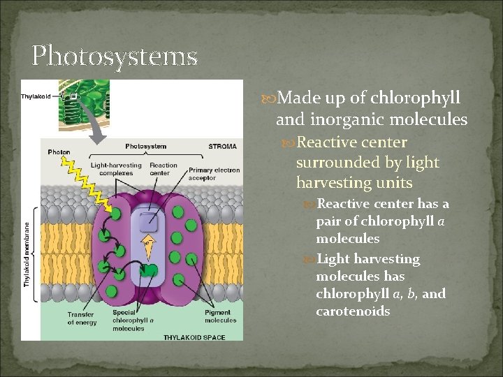 Photosystems Made up of chlorophyll and inorganic molecules Reactive center surrounded by light harvesting