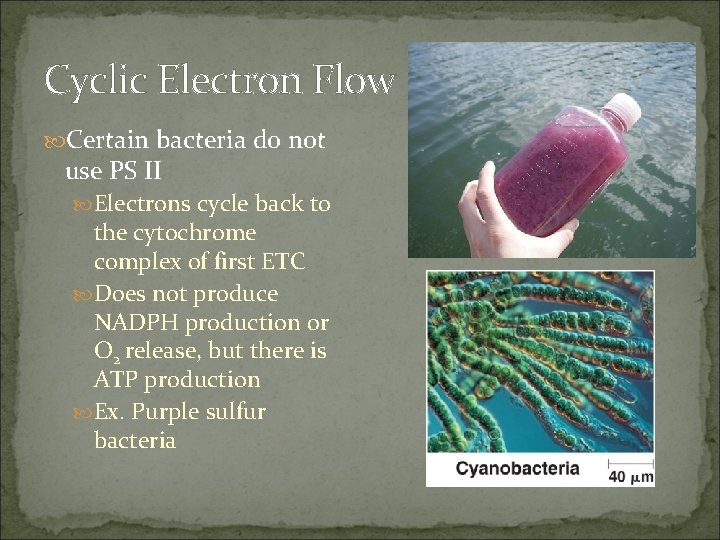 Cyclic Electron Flow Certain bacteria do not use PS II Electrons cycle back to