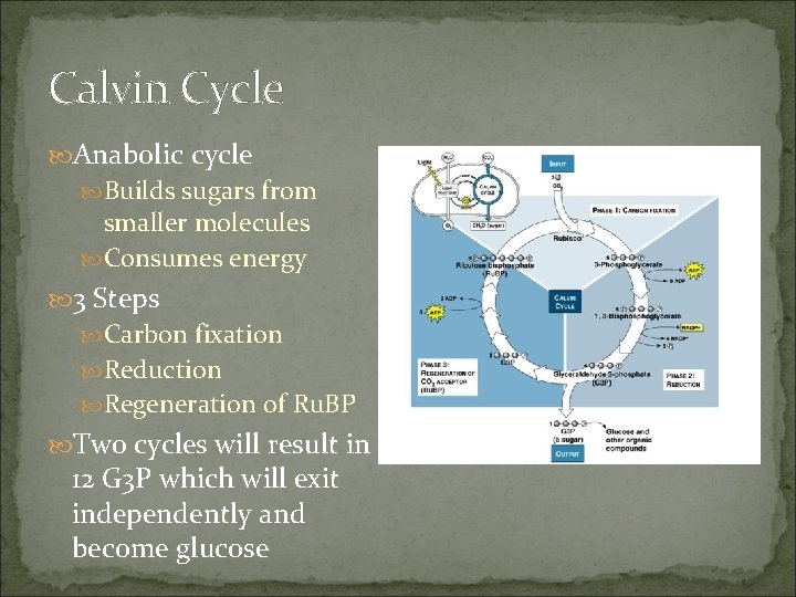 Calvin Cycle Anabolic cycle Builds sugars from smaller molecules Consumes energy 3 Steps Carbon