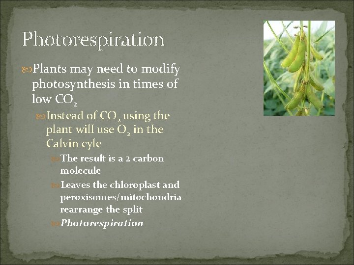 Photorespiration Plants may need to modify photosynthesis in times of low CO 2 Instead