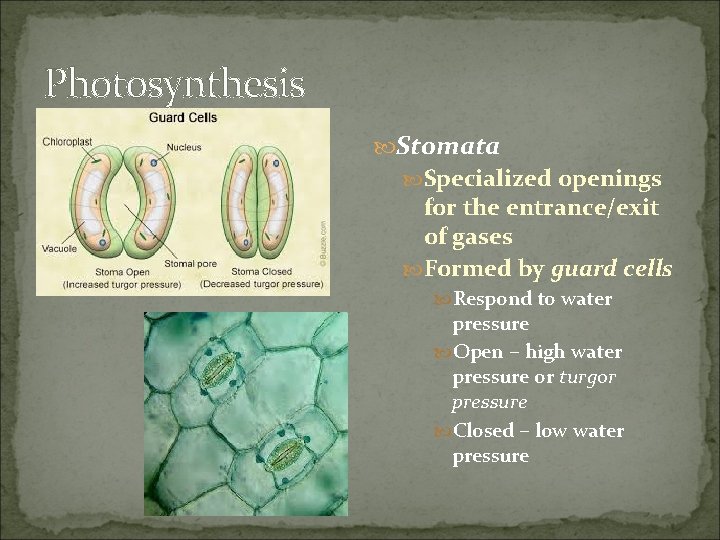 Photosynthesis Stomata Specialized openings for the entrance/exit of gases Formed by guard cells Respond
